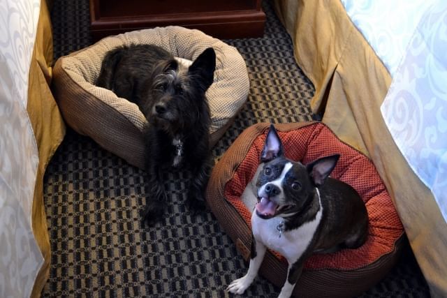 Pet-friendly suite at Chateau Granville