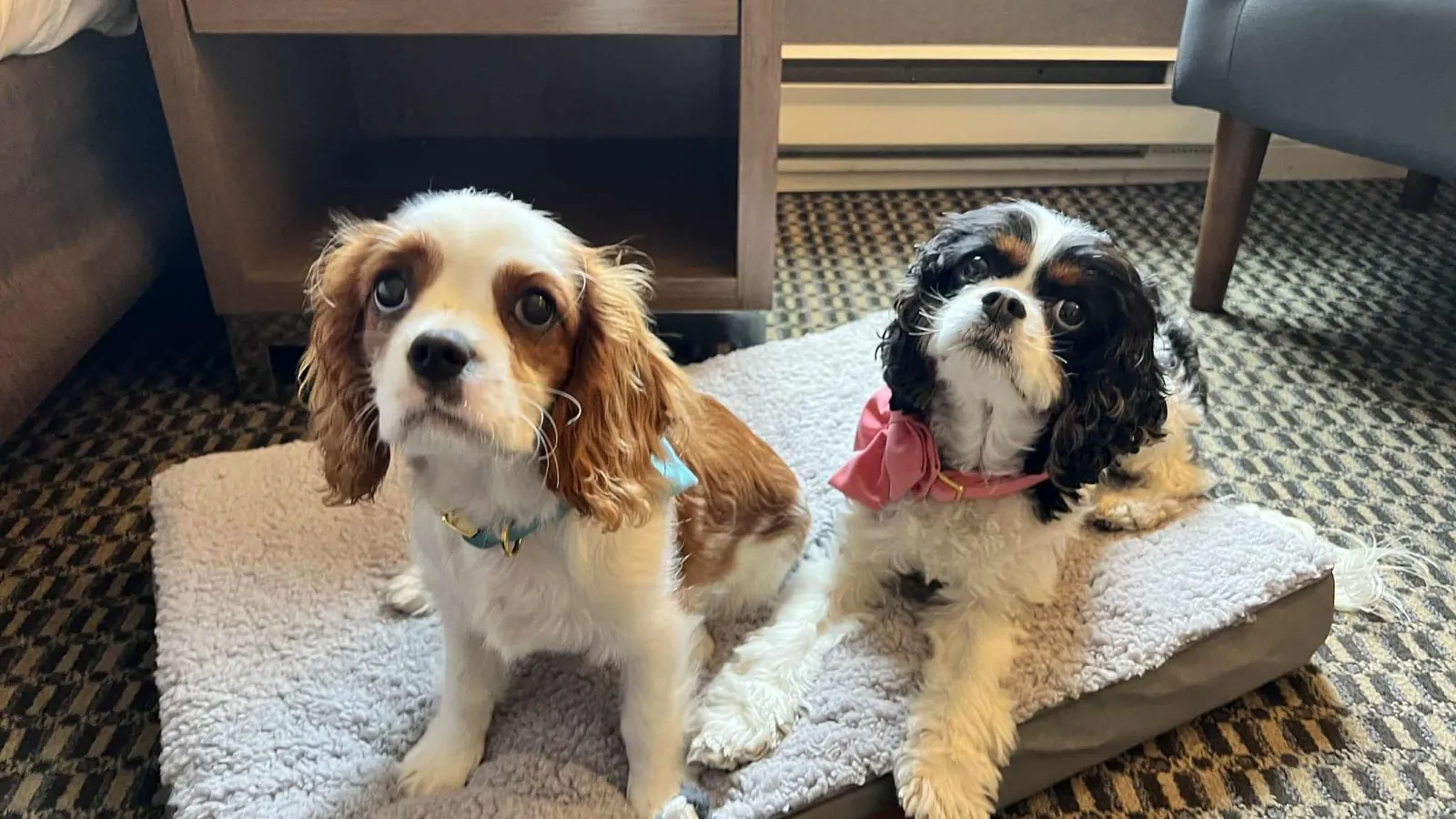 Two Cavalier King Charles spaniels on a dog bed in a Chateau Granville guest room